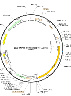 pLV3-CMV-SETDB2(human)-3×FLAG-Puro