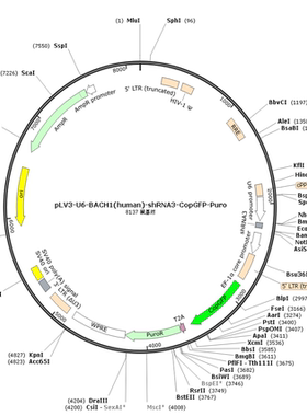 pLV3-U6-BACH1(human)-shRNA3-CopGFP-Puro