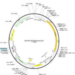 human pEnCMV IGF2BP1