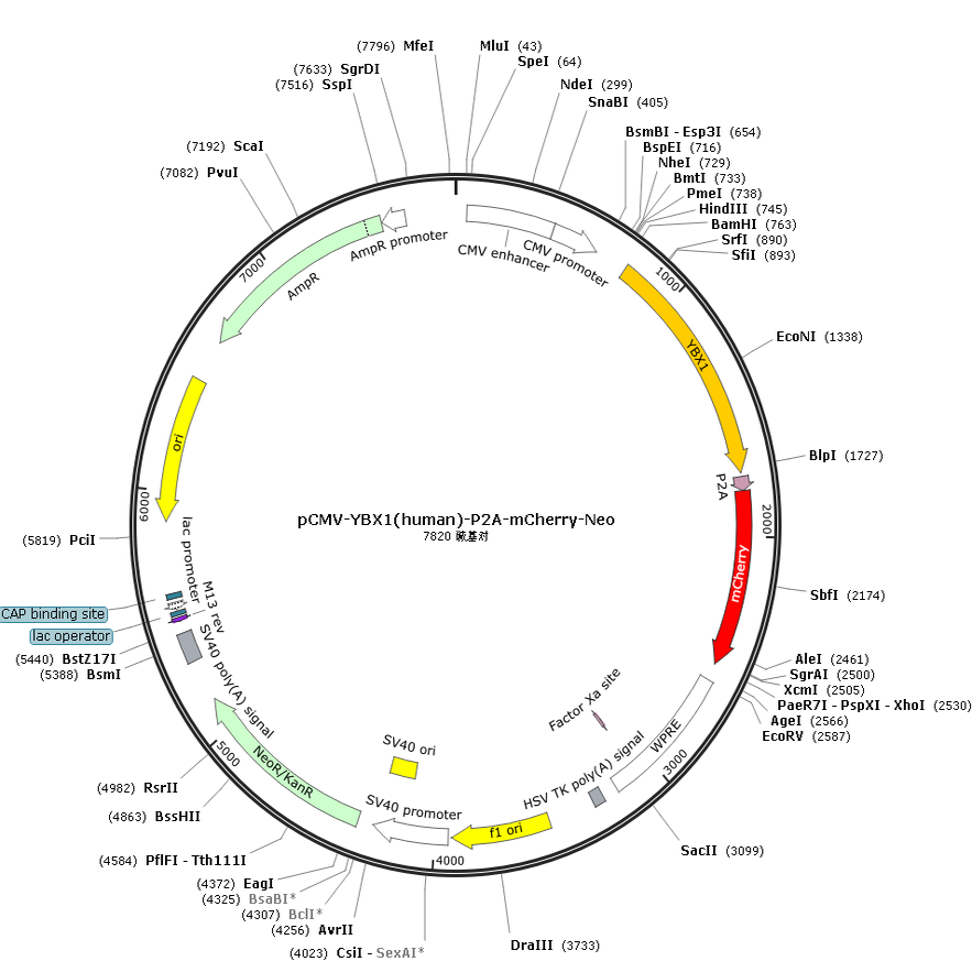 pCMV-YBX1(human)-P2A-mCherry-Neo
