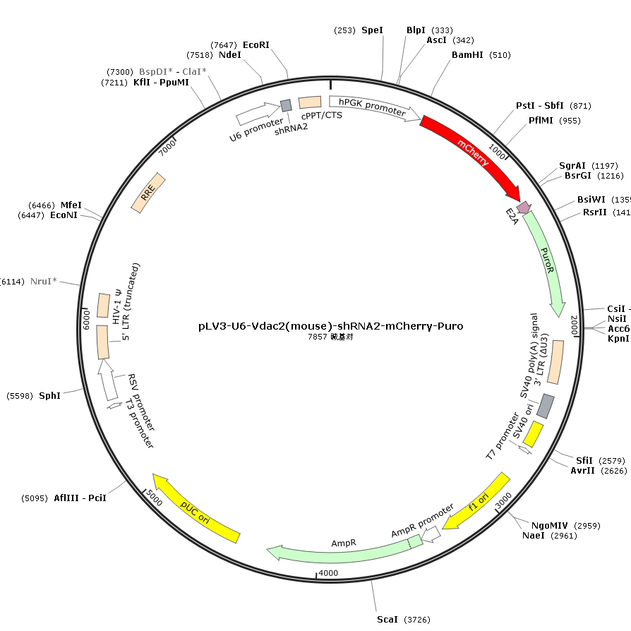 pLV3-U6-Vdac2(mouse)-shRNA2-mCherry-Puro