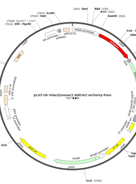 pLV3-U6-Vdac2(mouse)-shRNA2-mCherry-Puro