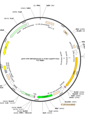 pLV3-CMV-DBNL(human)-3×FLAG-CopGFP-Puro