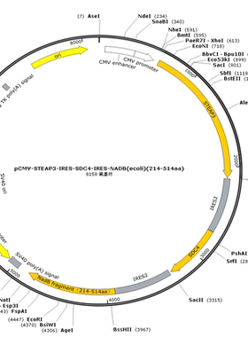 pCMV-STEAP3-IRES-SDC4-IRES-NADB(ecoli)(214-514aa)