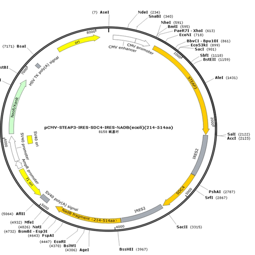 pCMV-STEAP3-IRES-SDC4-IRES-NADB(ecoli)(214-514aa)