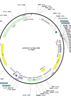 pCDNA4-To-Myc-HisB