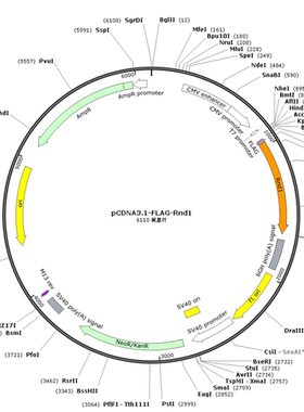 pCDNA3.1-FLAG-Rnd1