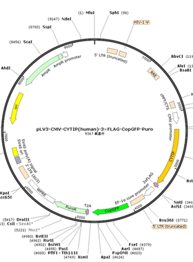 pLV3-CMV-CYTIP(human)-3×FLAG-CopGFP-Puro