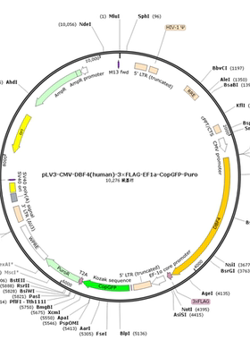 pLV3-CMV-DBF4(human)-3×FLAG-EF1a-CopGFP-Puro
