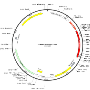 pDsRed Golgi Monomer