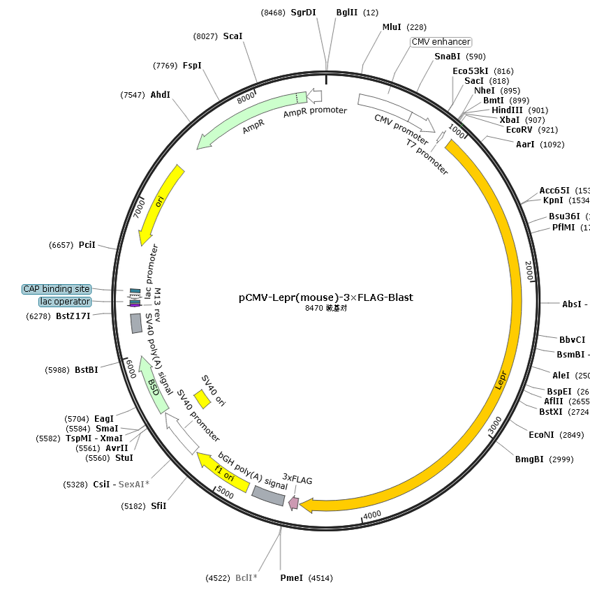 pCMV-Lepr(mouse)-3×FLAG-Blast