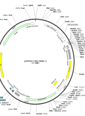 pCDNA3.1-Myc-HisB(+)