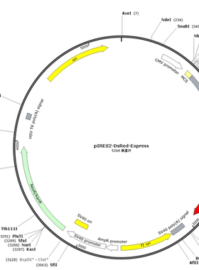 pIRES2-DsRed-Express