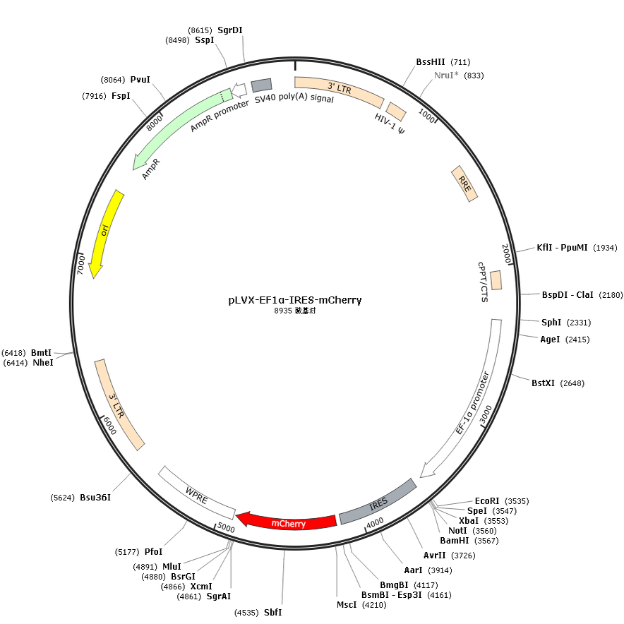 pLVX-EF1a-IRES-mCherry
