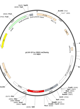 pLVX-EF1a-IRES-mCherry