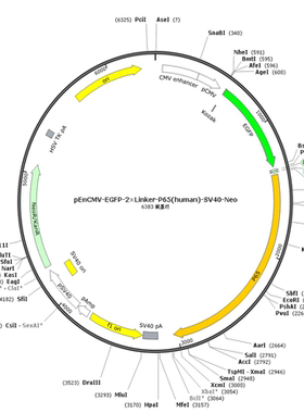 pEnCMV-EGFP-2×Linker-P65(human)-SV40-Neo