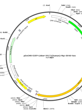 pEnCMV-EGFP-Linker-XYLT1(human)-Myc-SV40-Neo
