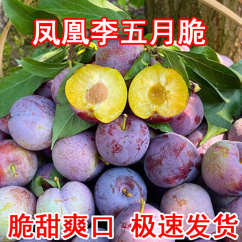 五月脆凤凰李四川眉山李子