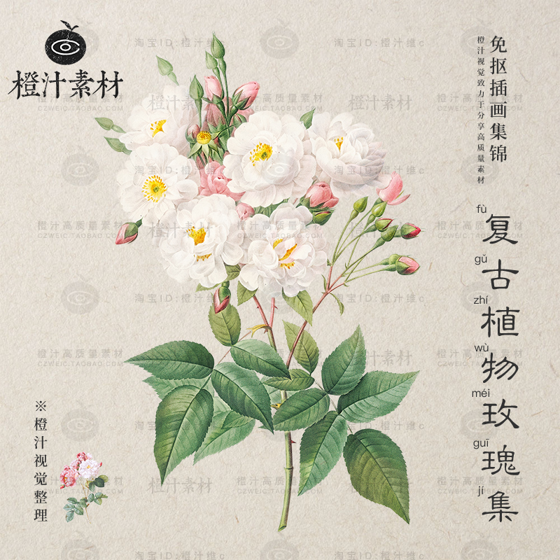 手绘水彩文艺复古植物花卉花朵玫瑰插画高清png免抠图片设计素材