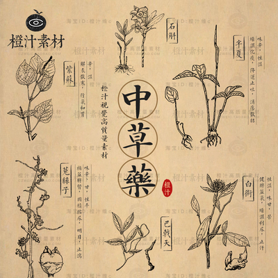 手绘中草药植物中药线稿图案线描平面包装插画AI矢量设计素材PNG