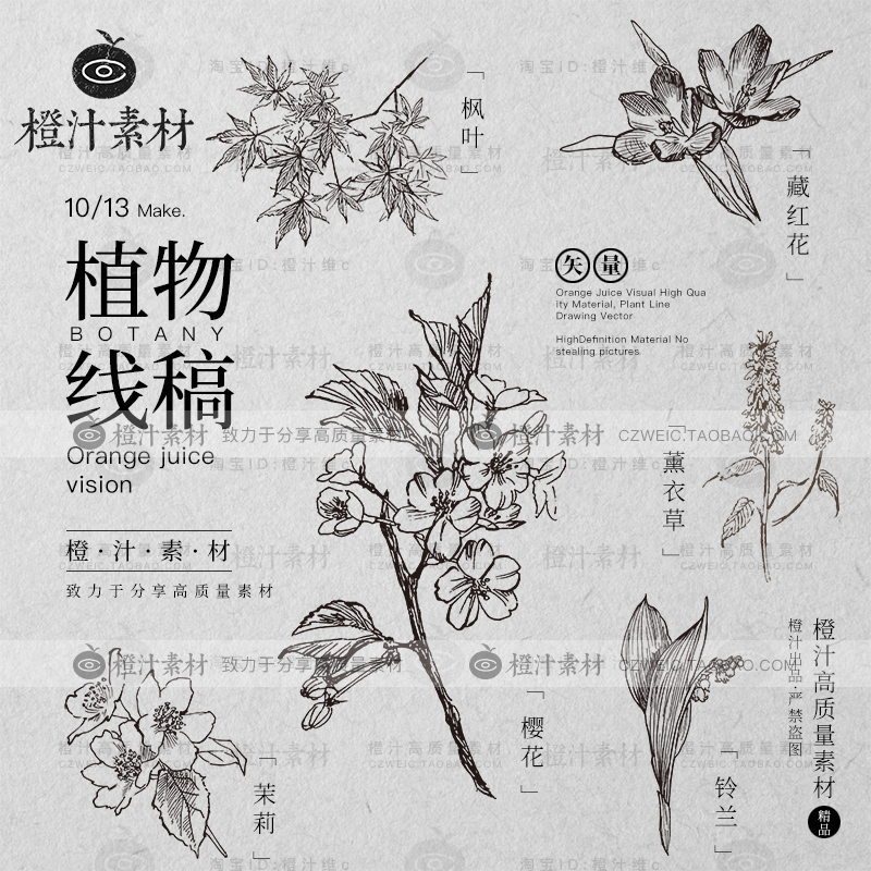 手绘草本植物线稿素描花卉水仙菊线描化妆品包装EPS矢量设计素材