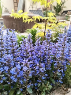 欣欣花园筋骨草盆栽耐寒耐热花园植物