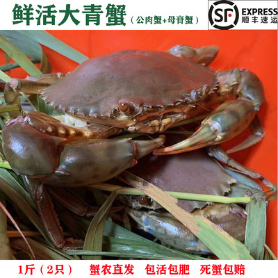 两只野生青蟹红膏蟹母蟹公蟹包肥