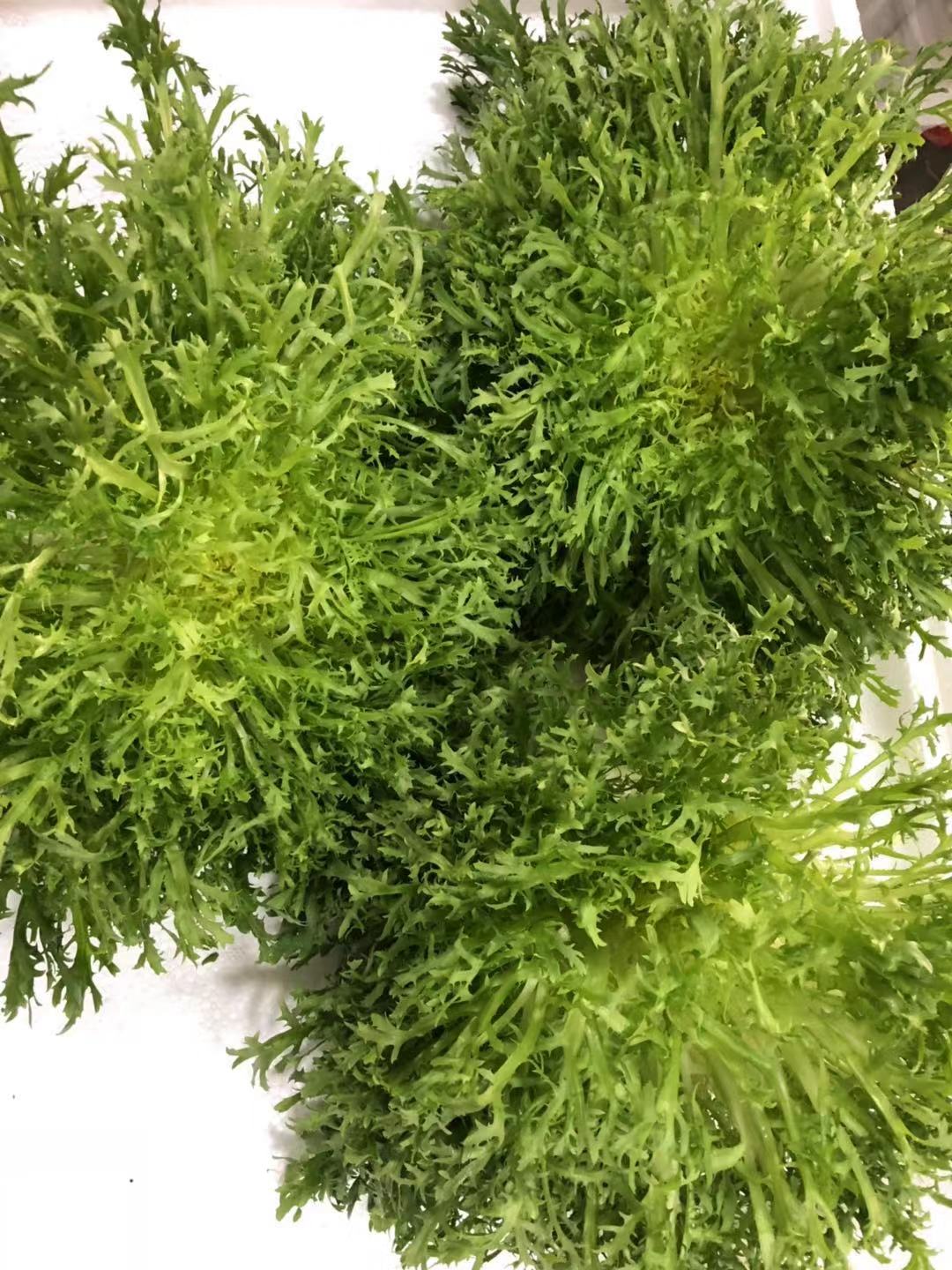 广东满80包邮顺丰细叶青苦菊 苦叶生菜 细叶青九芽 endive 1斤/11