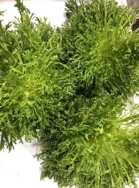 广东满80包邮顺丰细叶青苦菊 苦叶生菜 细叶青九芽 Endive 1斤/11