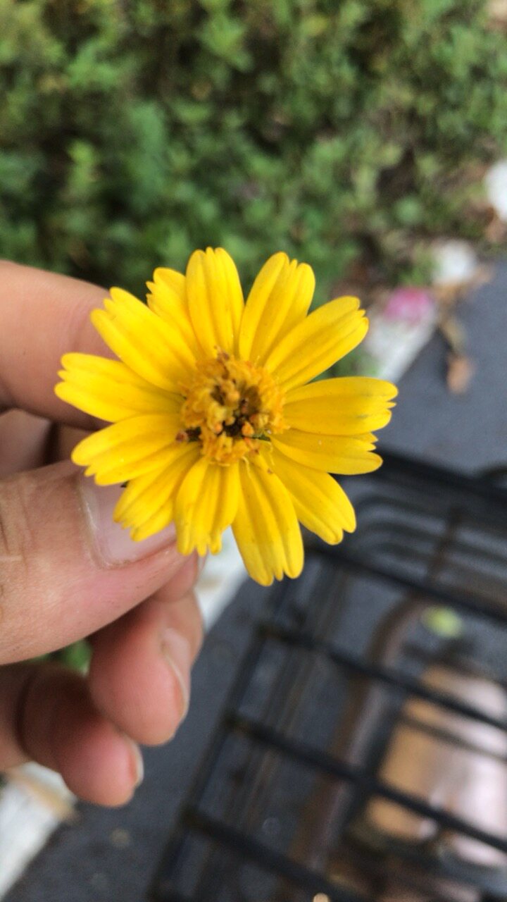 可食用装饰小菊花  小黄菊   黄花蟛蜞草,黄花墨菜,摆盘 30朵