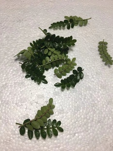 饰40片1盒 酒店西餐装 点缀摆盘 胡椒木叶 新鲜清香木叶子