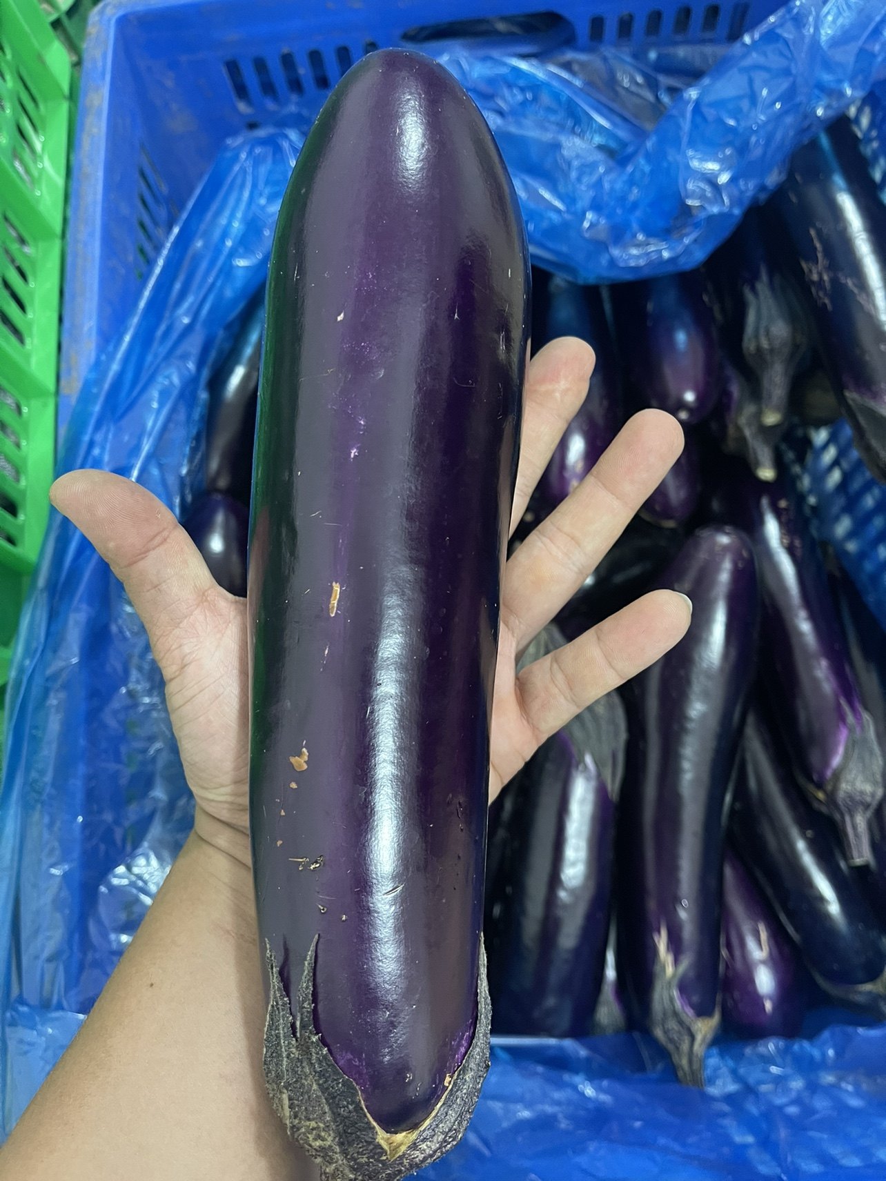 烧烤茄子 淄博烧烤 大茄子 每根350g  4根/份 包邮18一份