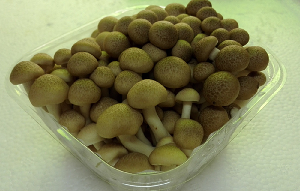 深圳80顺丰包邮  新鲜  蟹味菇   黑色真姬菇 150克