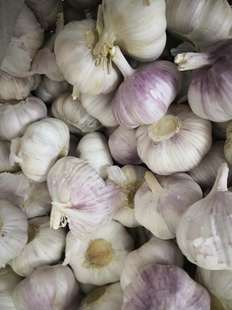 广东包邮顺丰 干蒜 新蒜头  带皮大蒜子做糖醋蒜泡菜蒜头8块/一斤