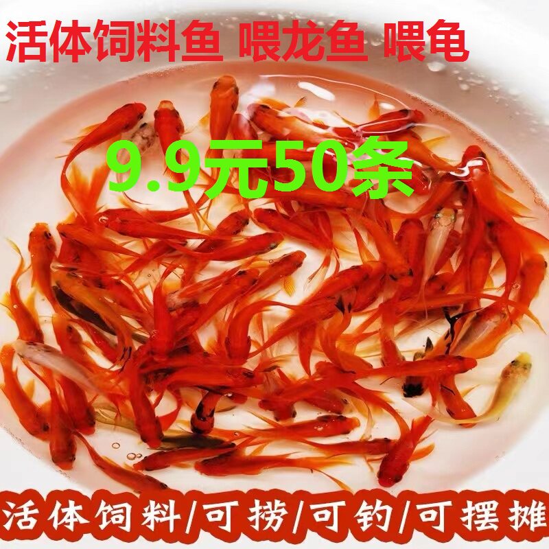 观赏鱼小鱼苗金鱼活体草金鱼活体