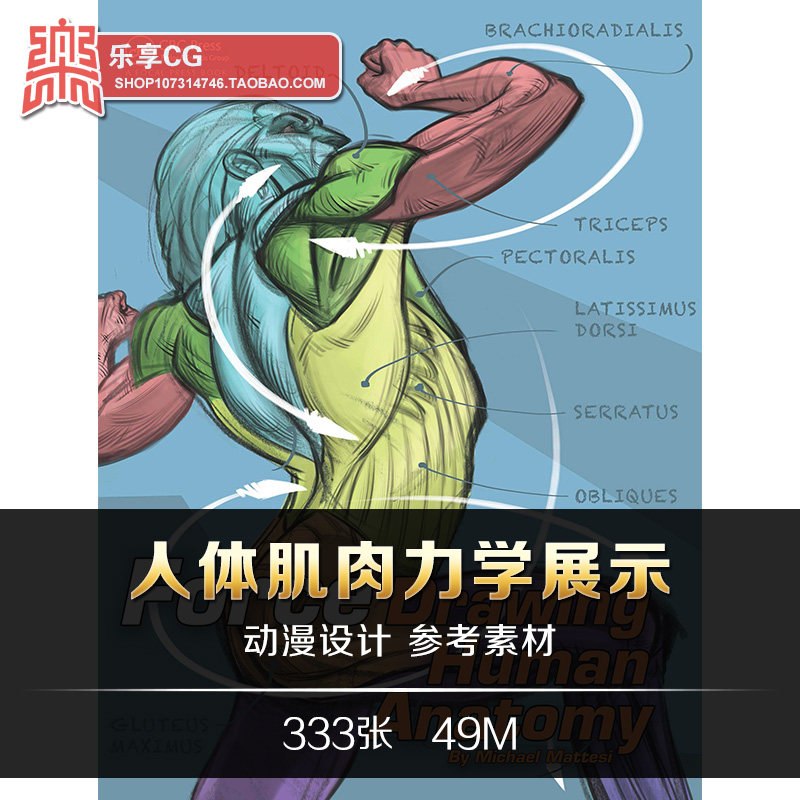 force人体肌肉力学展示轮廓素描速写 手绘美术资料参考素材