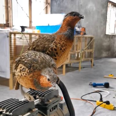 正宗四川竹林咕咕鸡小体型宠物鸡灰胸鸡媒竹林咕咕叫声宠物鸡带证