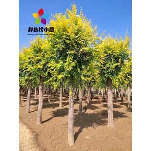 榆树苗白榔榆垂榆钱小苗庭院园林耐寒绿化彩叶风景大树金叶榆树苗
