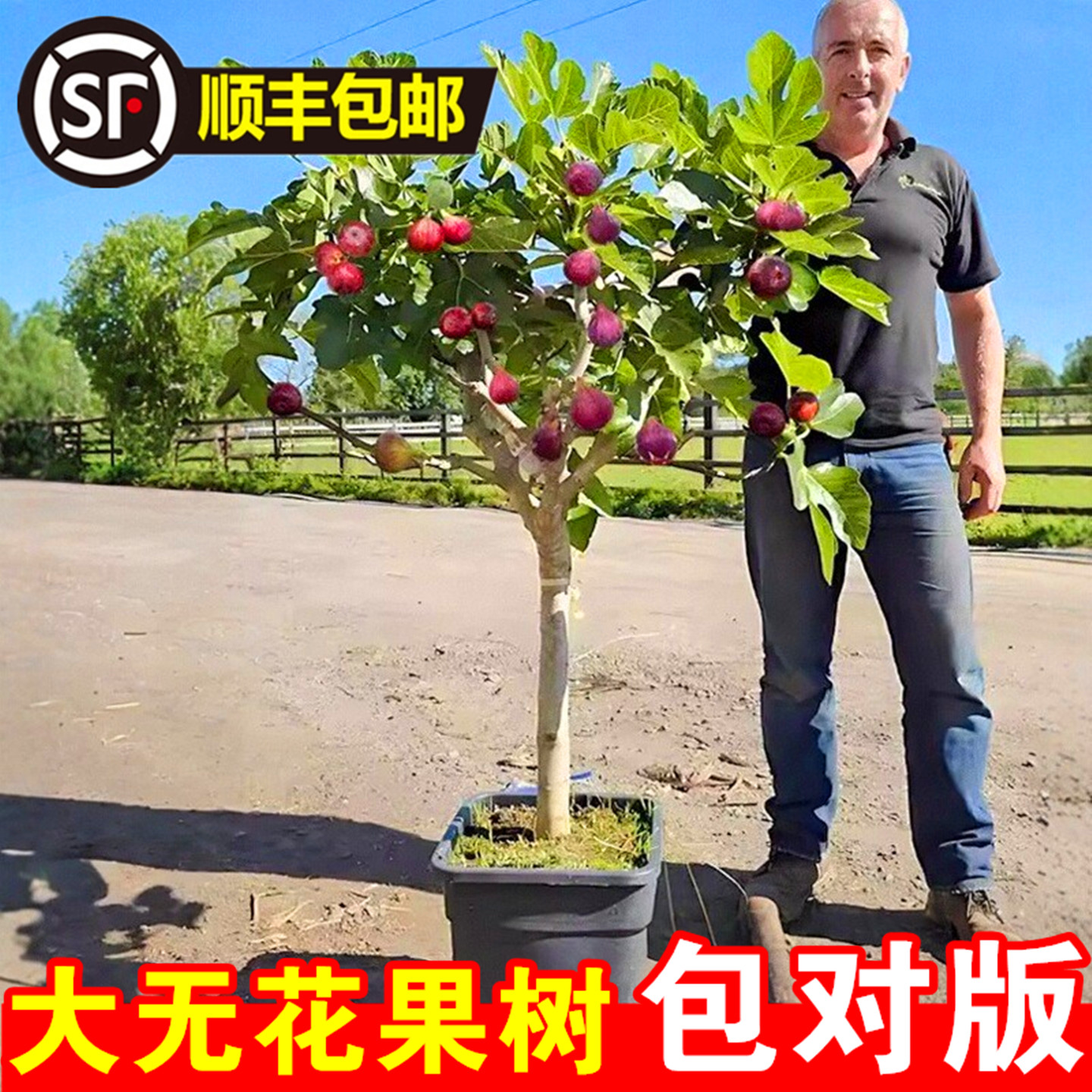 特大无花果树果苗南方北方种植青皮波姬红芭劳奈金傲芬无花果树苗