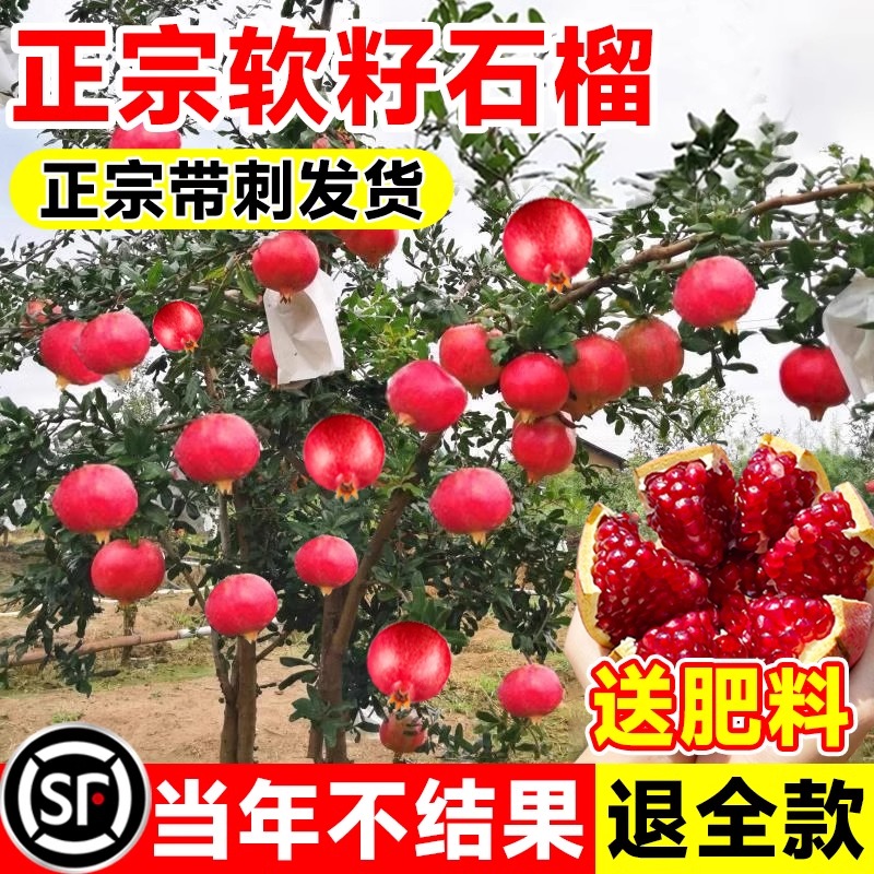石榴树树苗突尼斯软籽无籽蒙阳红石榴矮化盆栽庭院果树果苗特大号