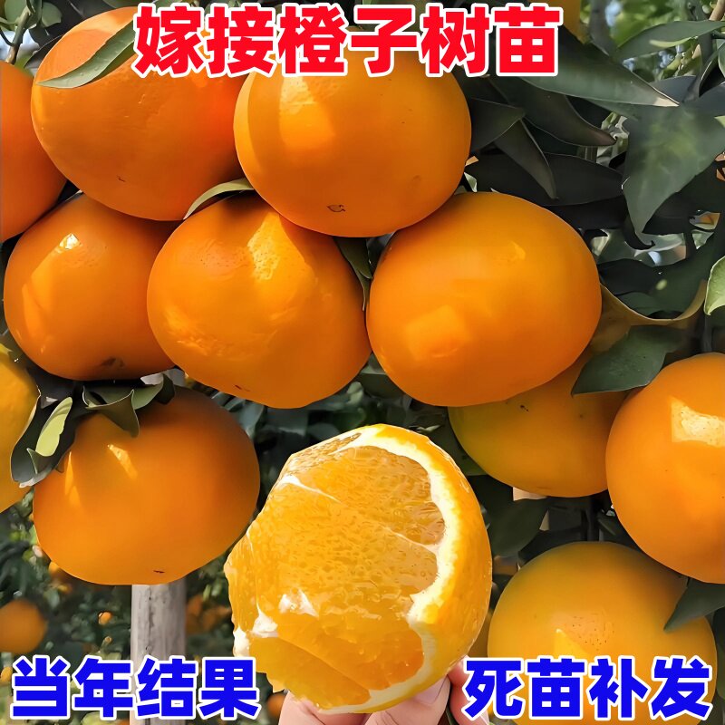 橙子树苗脐橙苗纽荷尔脐橙树苗嫁