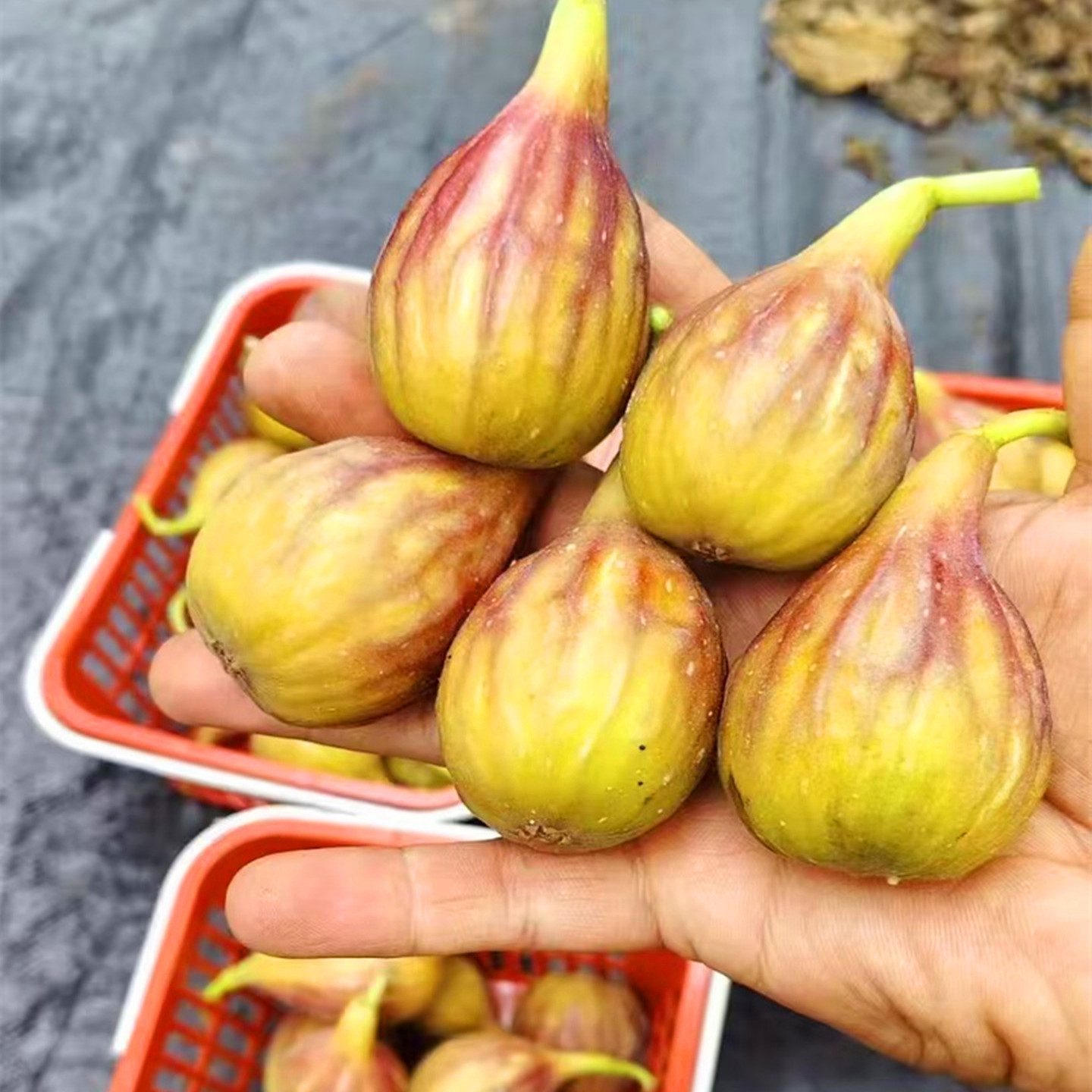 特大果芭劳奈无花果树果苗大芭无花果苗盆栽地栽当年结果带盆带土