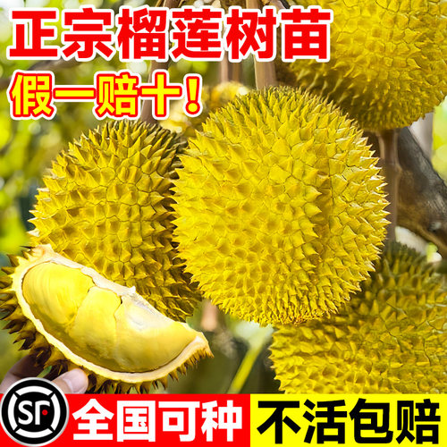 金枕榴莲树果苗南北方种植猫山王耐寒嫁接盆栽地栽广西正宗果树苗