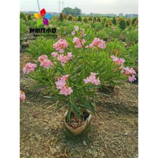 夹竹桃花树苗庭院园林行道盆栽四季常青绿化风景树绿篱笆夹竹桃苗