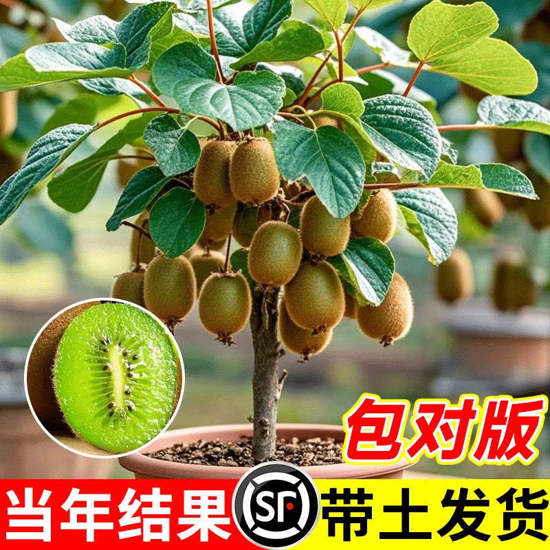 猕猴桃树果苗红心软枣徐香弥猴桃苗公母同株南方北方奇异果猕猴苗图片