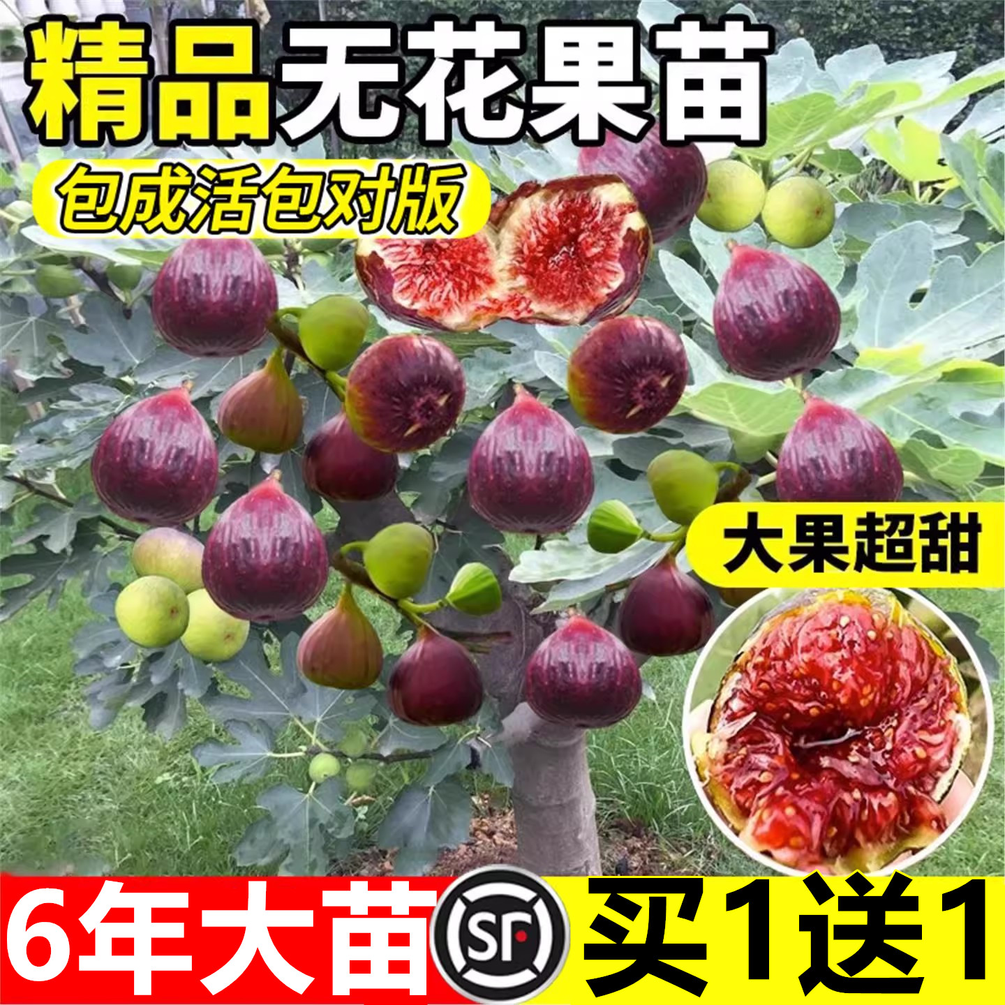 无花果树果苗盆栽矮化波姬红特大果青皮格莱斯无花果苗南北方耐寒