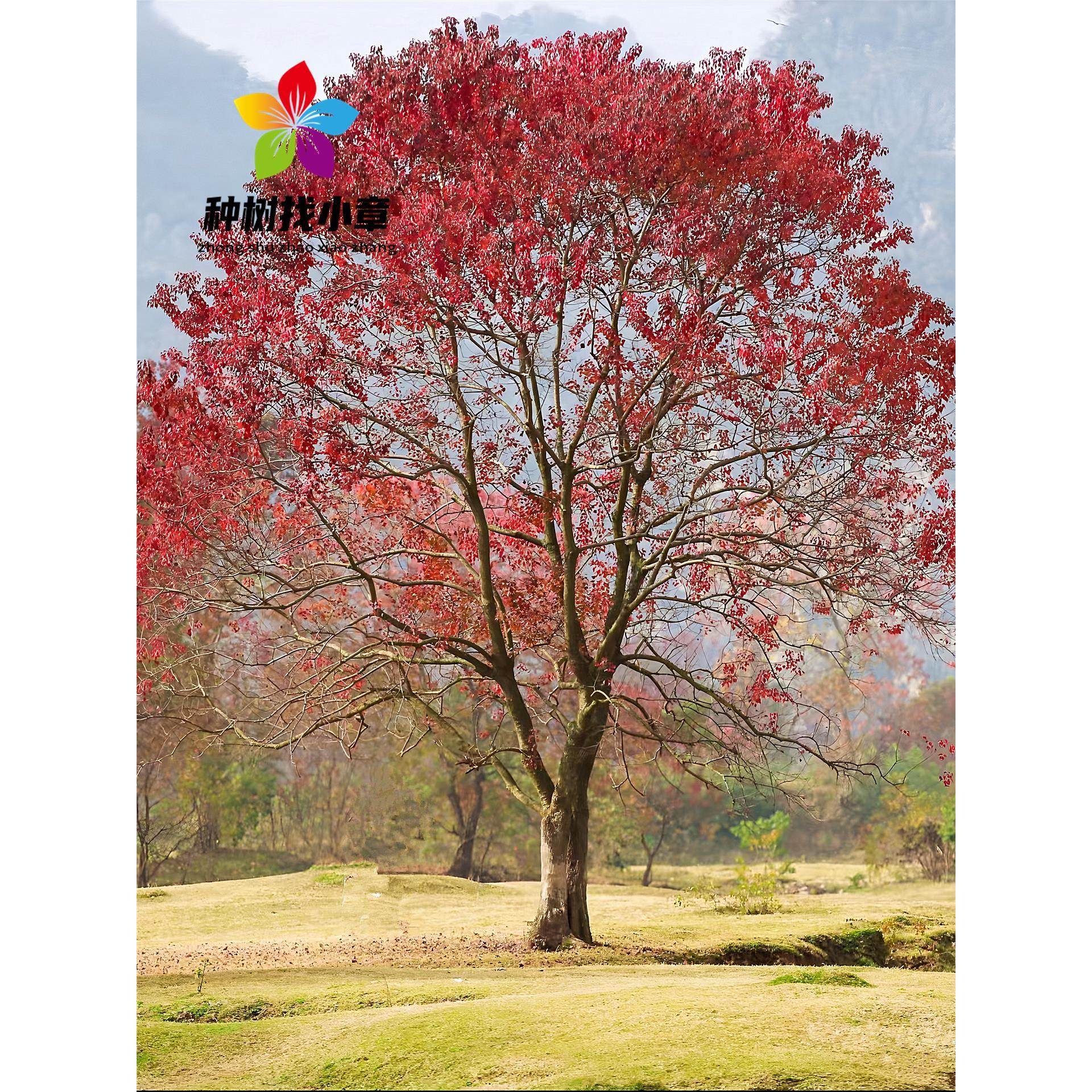 乌桕树苗丛生乌桕小苗庭院园林耐寒彩叶绿化风景大树乌桕菩提树苗