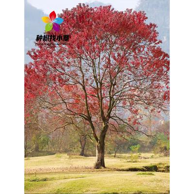 乌桕树苗丛生乌桕小苗庭院园林耐寒彩叶绿化风景大树乌桕菩提树苗