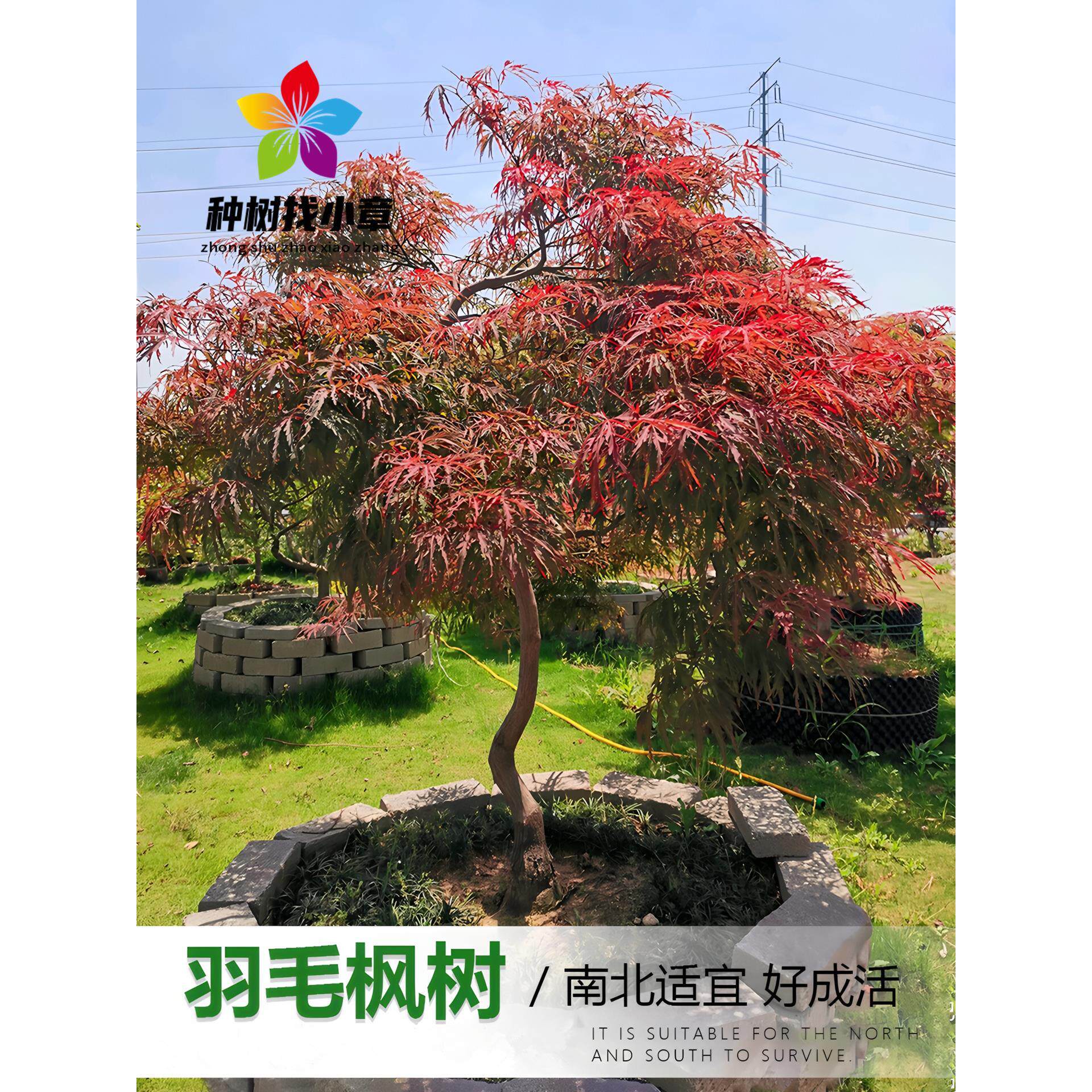 羽毛枫树苗日本垂枝枫小苗庭院彩叶耐寒绿化风景树盆栽造型红枫树图片