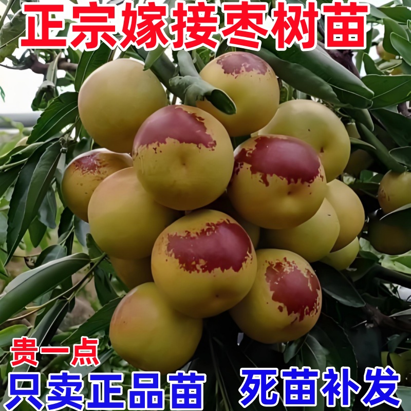 枣树活苗嫁接特大盆栽地栽沾化冬枣苗南方北方种植枣树苗果树果苗